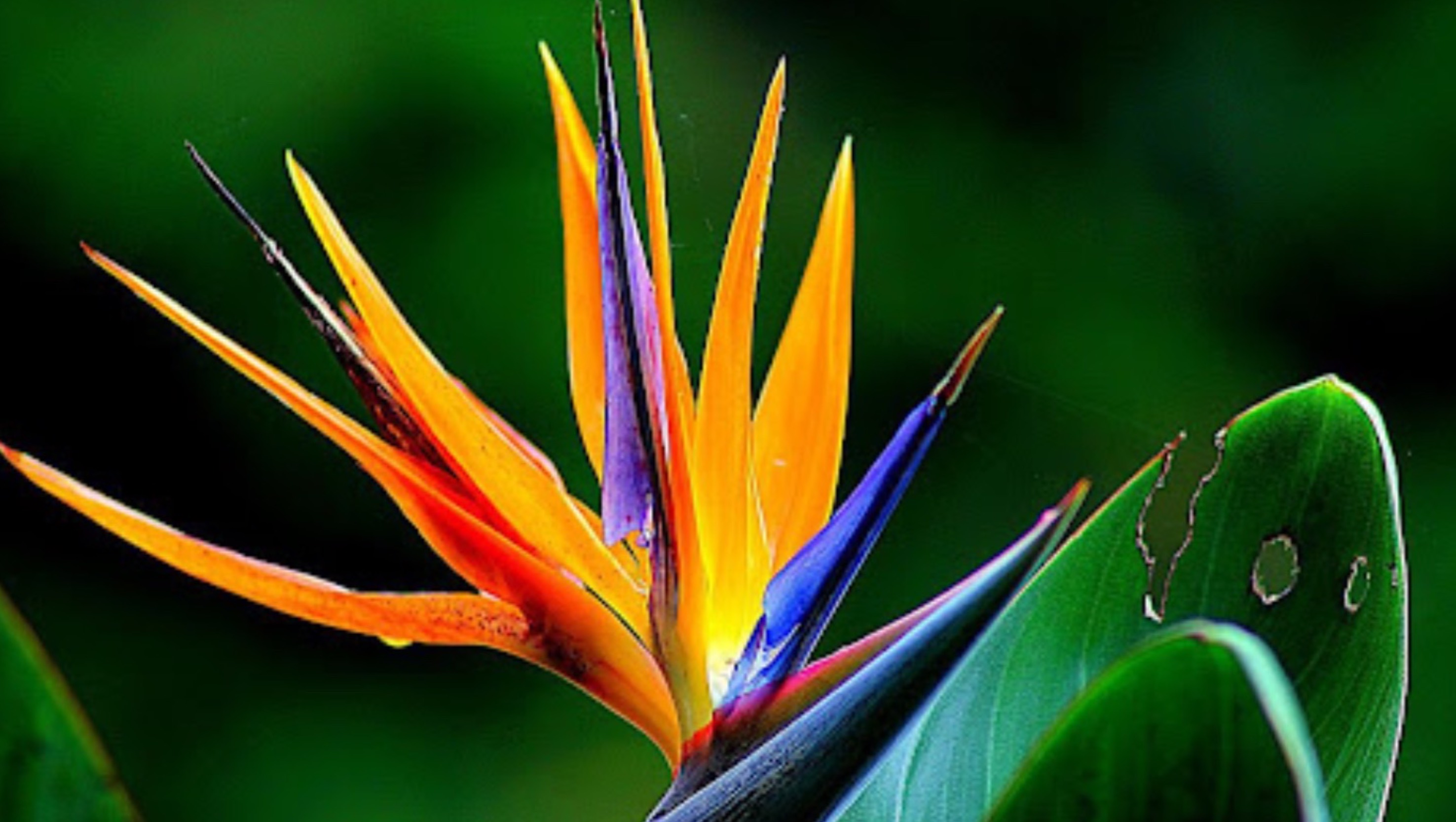 wedding-website-bg-image.jpg (15)